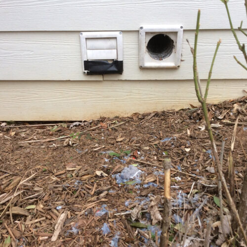 Birds in Vents, Attic or home
